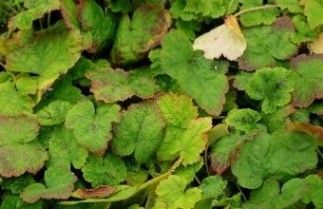 Afbeelding Schuimbloem - Tiarella cordifolia