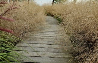 Afbeelding Smele 'Goldtau' - Deschampsia cespitosa 'Goldtau'