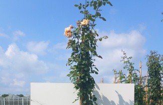 Afbeelding Klimroos 'Barock' - Rosa 'Barock'