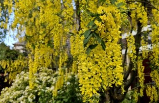 Afbeelding Goudenregen - Laburnum wateri 'Vossii'