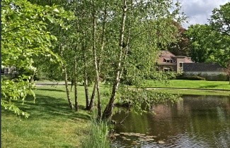 Afbeelding Ruwe Berk - Betula pendula