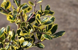 Afbeelding Blauwe hulst 'Golden Girl' - Ilex meserveae 'Golden Girl'