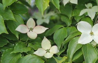 Afbeelding Japanse kornoelje chinensis - Cornus kousa var chinensis -beveerd