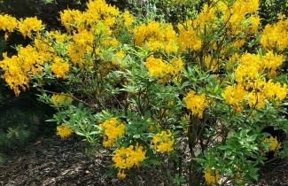 Afbeelding Pontische Rhododendron  luteum - Rhododendron luteum
