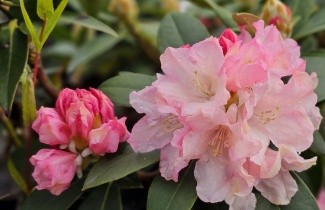 Afbeelding Rododendron 'Dreamland' - Rhododendron yakushimanum 'Dreamland'