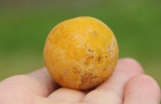 Afbeelding Pruim 'Dubbele Boerenwitte' - Prunus domestica 'Dubbele Boerenwitte'