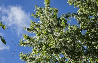Afbeelding Europese vogelkers - Prunus padus