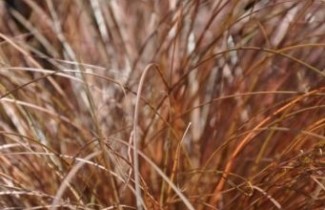 Afbeelding Zegge 'Bronze Form' - Carex comans 'Bronze Form'