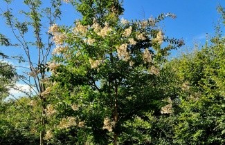 Afbeelding Lagerstroemia 'Natchez' - Lagerstroemia ind. Natchez"