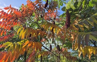 Afbeelding Fluweelboom - Rhus typhina