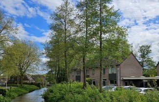 Afbeelding Zwarte Els, spil - Alnus glutinosa