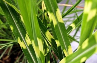 Afbeelding Prachtriet 'Strictus' - Miscanthus sinensis 'Strictus'