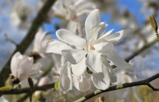Afbeelding Magnolia 'Merrill' - Magnolia loebneri 'Merrill'