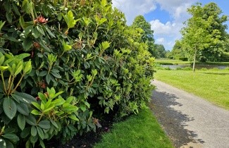 Afbeelding Wilde rhododendron - Rhododendron ponticum