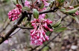 Afbeelding Winterbloeiende Sneeuwbal 'Dawn' - Viburnum x bodnantense 'Dawn'