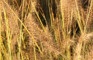 Afbeelding Lampenpoetsersgras 'Gelbstiel' - Pennisetum alopecuroides 'Gelbstiel'