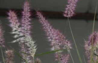 Afbeelding Lampenpoetsersgras 'Karley Rose' - Pennisetum 'Karley Rose'