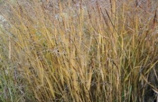 Afbeelding Vingergras 'Warrior' - Panicum virgatum 'Warrior'