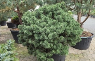 Afbeelding Bergden - Pinus mugo 'Mops'