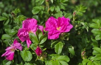 Afbeelding Bottelroos - Rosa rugosa