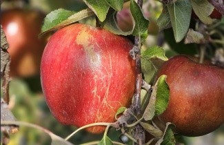 Afbeelding Appel 'Braeburn' - Malus domestica 'Braeburn'