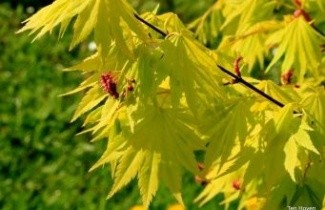 Afbeelding Japanse Goud-Esdoorn 'Jordan' - Acer shirasawanum 'Jordan'