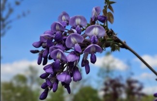 Afbeelding Paarse regen - Wisteria brachybotrys 'Yokohama Fuji'