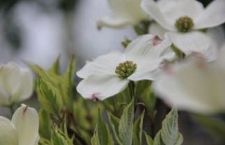 Afbeelding Veelbloemige kornoelje 'Daybreak' - Cornus florida 'Daybreak'