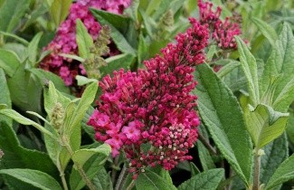 Afbeelding dwergvlinderstruik rood - buddleja butterfly candy Little Ruby