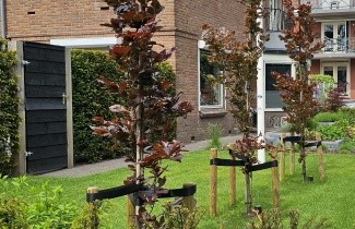 Afbeelding Paarse Zuilbeuk - Fagus sylvatica 'Dawyck Purple'