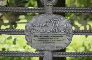 Afbeelding Hollandse linde, Gewone linde, Koningslinde - Tilia x europaea