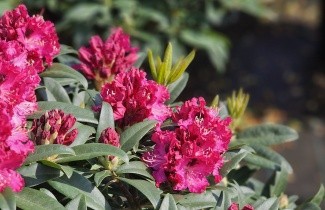 Afbeelding Rododendron 'Marie Forte' - Rhododendron 'Marie Forte'