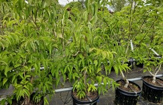 Afbeelding Zevenzonenboom - Heptacodium miconoides