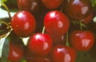 Afbeelding Kers 'Dubbele Meikers' - Prunus cerasus 'Dubbele Meikers'