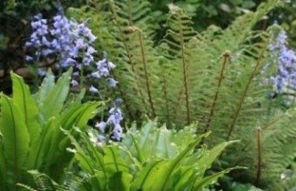 Afbeelding Borderpakket schaduw A - Pakket SA 24 planten