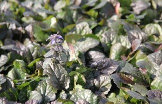 Afbeelding Kruipend Zenegroen - Ajuga reptans 'Atropurpurea'