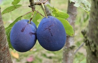 Afbeelding Pruim 'Reine Claude d'Althan' - Prunus domestica 'Reine Claude d'Althan'