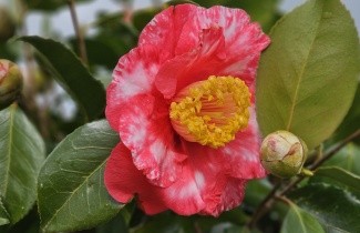 Afbeelding Camellia 'Tomorrow Park Hill' - Camellia japonica 'Tomorrow Park Hill'