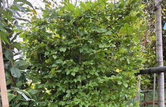 Afbeelding Haagbeuk kant en klare haag - Carpinus betulus