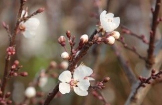 Afbeelding Wilde kerspruim - Prunus cerasifera