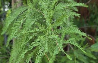 Afbeelding Moerascypres - Taxodium distichum 'Shawnee Brave'