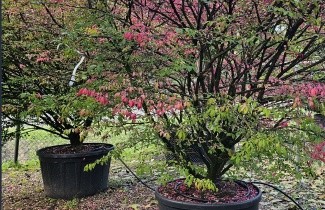Afbeelding Kardinaalsmuts alatus - Euonymus alatus