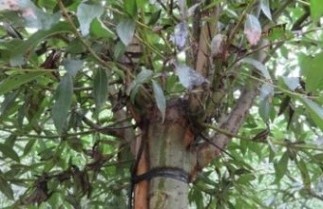 Afbeelding Schietwilg - Salix alba  'Liempde'
