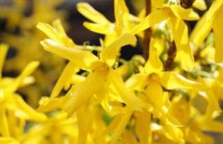 Afbeelding Chinees klokje 'Lynwood' - Forsythia intermedia 'Lynwood'
