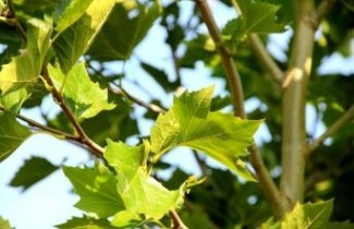Afbeelding Plataan - Platanus x hispanica