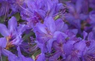Afbeelding Rododendron 'Russautinii' - Rhododendron 'Russautinii'