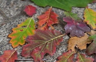 Afbeelding Amerikaanse Eik - Quercus rubra