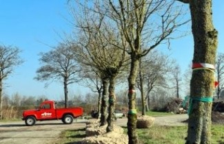 Afbeelding Veldesdoorn of Spaanse Aak - Acer campestre