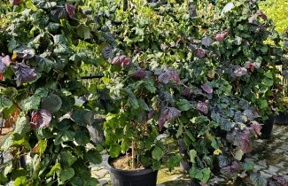 Afbeelding Rode Kronkelhazelaar - Corylus avellana 'Red Majestic'