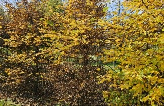Afbeelding Haagbeuk - Carpinus betulus